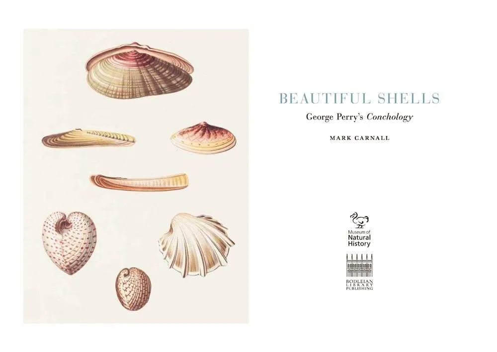 Beautiful Shells