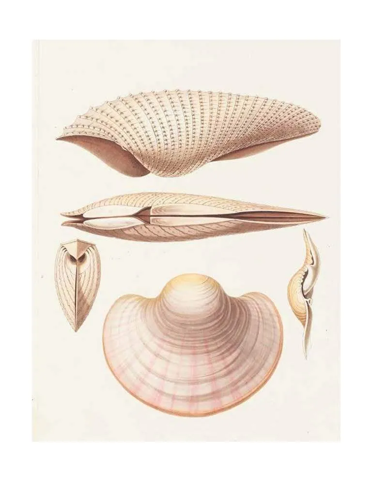 Beautiful Shells