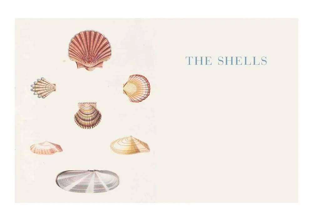 Beautiful Shells