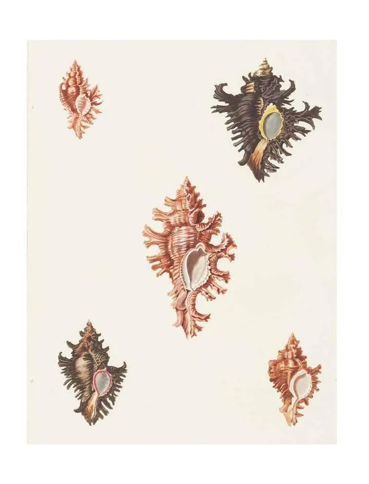 Beautiful Shells