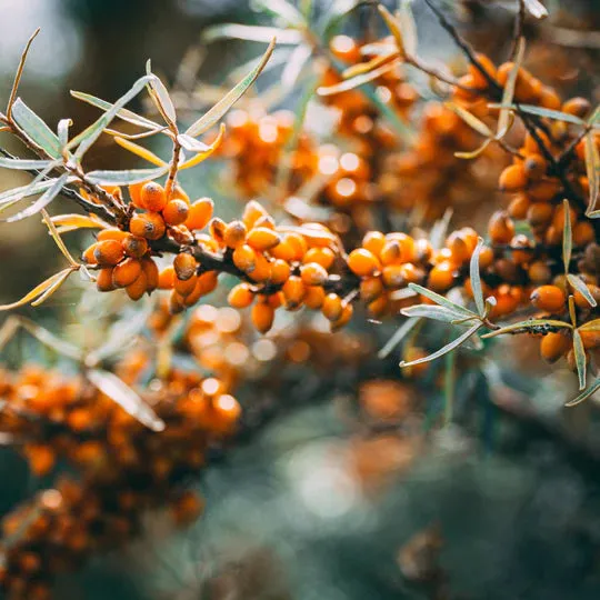 Byron Bay Love Himalayan Organic Sea Buckthorn Oil of Tibet