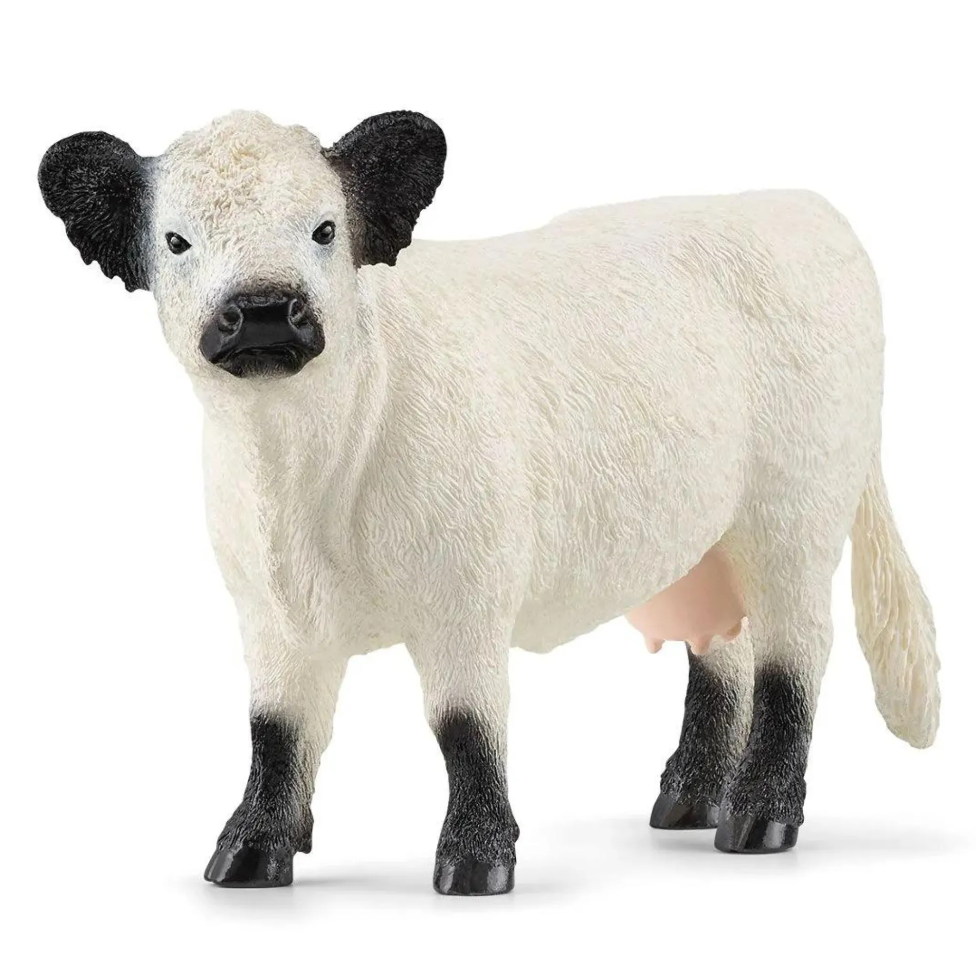 Galloway Cow