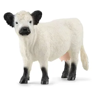 Galloway Cow