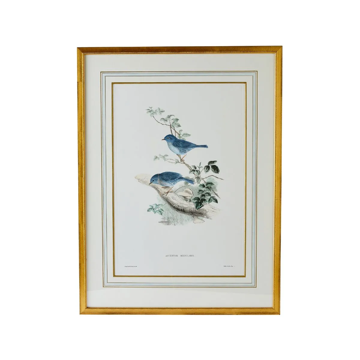 J. Gould Print 1