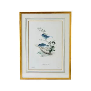 J. Gould Print 1