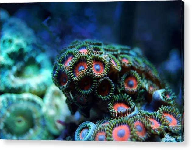 Vibrant Reef - Acrylic Print