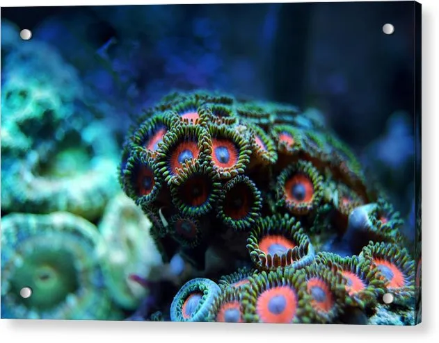Vibrant Reef - Acrylic Print