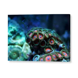 Vibrant Reef - Acrylic Print